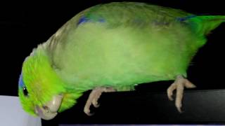 Kabosh the Singing Parrotlet [upl. by Trutko]