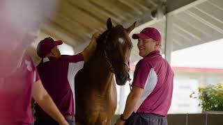 2024 September Yearling Sale [upl. by Ehcnalb]