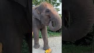 How is this eating method Elephants eating Hami melon Its rare to see [upl. by Ojoj]