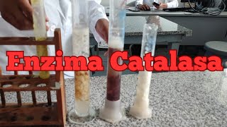 Video educativo sobre enzima catalasa [upl. by Nosreh]