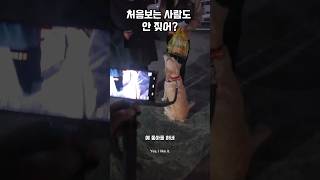 공식적인 만남에 관대한 몽실이 남해 강아지 리트리버 puppy 구독자 babydog [upl. by Anerbas209]