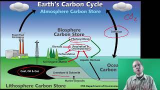 Biology Nutrient cycles [upl. by Etnaik]