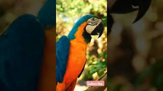 Macaw parrot parrot rareanimal cuteanimal animation aninallover explore [upl. by Eilloh]