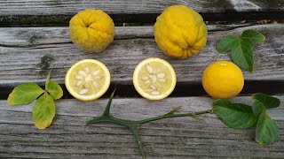 Trifoliate Orange or Hardy or Bitter Orange in Germany Poncirus trifoliata [upl. by Danit]