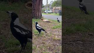 Baby Magpies Cheeky and Molly are always hungry [upl. by Wystand]