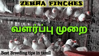 zebra finches  tamil   part 1  best Breeding and caring tips in tamil  Real Feathers [upl. by Enaujed72]