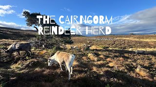 Wandering in the Cairngorm Mountains with Reindeer 😀 [upl. by Nodnrb]