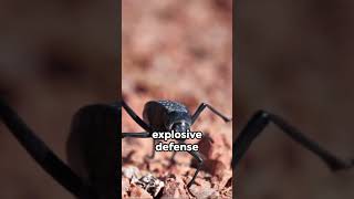 The Bombardier Beetles Defense Mechanism [upl. by Chancellor210]