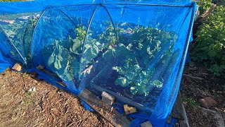 July Allotment tour amp getting parsnips sown mega late 😵‍💫😅🤣 but if you don’t try 😁 🤷🏾‍♀️ [upl. by Jariah965]