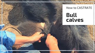 HOW TO CASTRATE A BULL CALF [upl. by Mcclary]