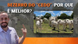 61 BEZERRO DO quotCEDOquot POR QUE É MELHOR [upl. by Damha814]