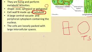 class 9 simple permanent tissues [upl. by Dorcas]