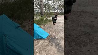 Backflip at bushland campground aussie aboriginal camping eshay backflip autism bushwhacking [upl. by Nnayelsel]