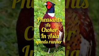 Pheasants as a chokor in Asia September2024pukhtanarelaxingworldsurvivingvlogsbirdspheasant [upl. by Niwre]