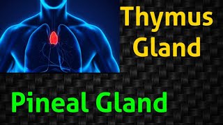 Thymus Gland amp Pineal Gland  Malayalam  English MSc BSc NCERT biology endocrineglands [upl. by Rico]