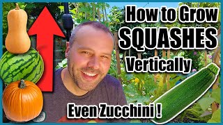 How to Grow Squash VerticallyEVEN ZUCCHINI Small Space Gardening [upl. by Macilroy]