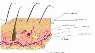 Merkel cells [upl. by Selden]