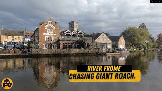 Frome part 1 Chasing a big river Roach What a lovely place [upl. by Ly]