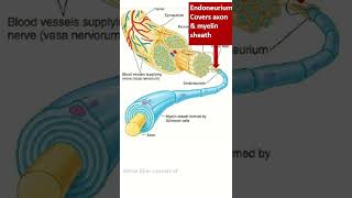 Organization of peripheral nerve shorts nerve pns [upl. by Haelam396]