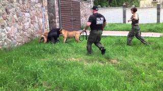 2 boerboels stopped the intruder [upl. by Ahsemad]