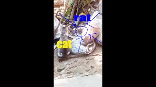 SIKARI CAT Takes on SIKAR RAT in EPIC Battle [upl. by Ednarb]