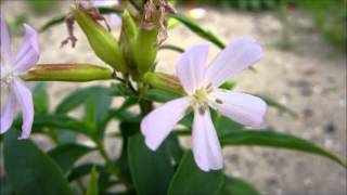 Common Soapwort Saponaria Officinalis  20120902 [upl. by Lezlie589]