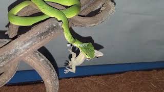 feeding trimeresurus albolabris  venomous snake [upl. by Annoirb244]