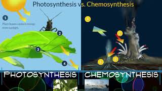 Photosynthesis vs Chemosynthesis [upl. by Aserret995]