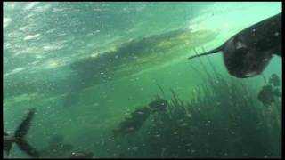 Huge Paddlefish Feeding [upl. by Eicam242]