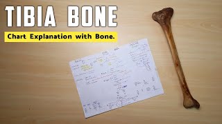 Tibia Bone  Part 3  Chart Explanation with Tibia Bone  The Charsi of Medical Literature [upl. by Hgielrebma635]