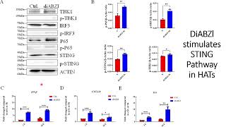 DiaBZl stimulates sting signaling pathways in High Affinity engineered T cells HATs Code 701 [upl. by Einegue]