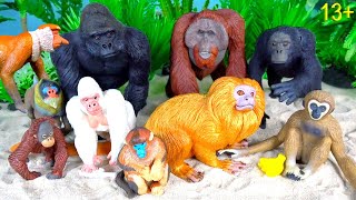 Wild Animals  Monkey Ape Gorilla Chimpanzee Orangutan Mandrill Baboon 13 [upl. by Holladay303]