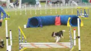 Cavalier King Charles Spaniel in DOG AGILITY [upl. by Effie]