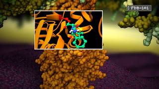 Penicillin Binding Protein Binding Ampicillin [upl. by Aneeb]