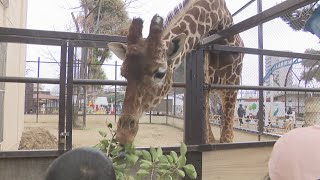 開園71周年を迎える岡山市の池田動物園 多くの家族連れでにぎわう [upl. by Bara]