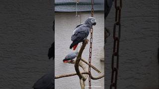 Grey parrot Psittacus erithacus  Graupapagei Tierpark  Birkenheide [upl. by Terry]