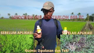 Ampuh Bunuh Gulma Dasdasan Seriwit Kodokan Teki Pakai STARLON 665 EC  LINDOMIN 865 SL [upl. by Enelam]