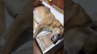 How to inject pain antibiotics to sick dog shortvideo spayandneuter [upl. by Theresina]