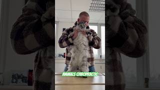 Animals Chiropractic 💚💚asmr dogshorts animals foryou türkiye hund hayvanlar dogs [upl. by Sayed503]