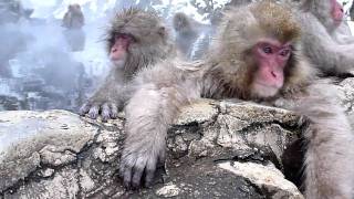 Japanese macaques relaxing in a hot spring bath Jigokudani Snow Monkey Park Japan [upl. by Aryaz]