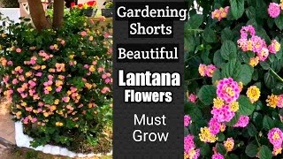 Lantana Flowers  How to grow and care of Lantana plant  Shorts [upl. by Ayifa]