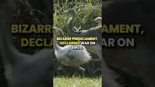 quotThe Great Emu War When Australia Lost a War to Birds 🦅🇦🇺😂quot short warzone shorts history [upl. by Oilegor348]