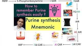 De Novo synthesis of Purines made easy  Purine synthesis easy method Biochemistry [upl. by Matthaus]