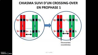 Hérédité et gènes liés chez la drosophile  le brassage intra chromosomique par crossingover [upl. by Catt174]