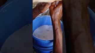 Cow Farm cleaning and milk collection shorts farming cow [upl. by Ardnuek]