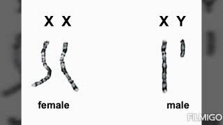 XX amp XY Sex Chromosomes Explain by Fahim Raphael [upl. by Atalante371]