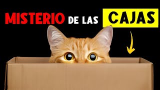 EL SECRETO de la OBSESIÓN de los GATOS por las CAJAS 🐈 [upl. by Ecnatsnoc]