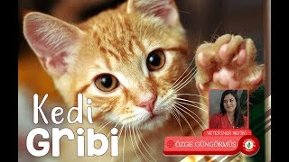 Kedi Gribi  Veteriner Hekim Özge Güngörmüş [upl. by Maharg]