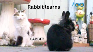 Cat starts training rabbit Dinky [upl. by Rondon]