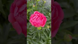 My Peonies nature relaxing relaxingmusic forentertainmentpurposesonly [upl. by Soble]